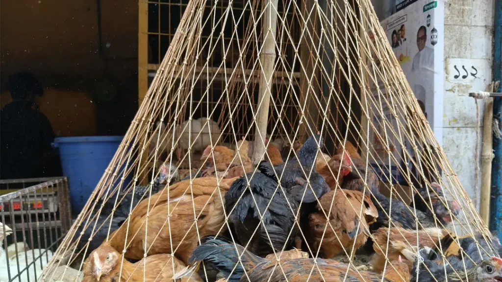 সোনালী মুরগির  ৮০ টাকা ব্রয়লার মুরগি দাম ২০ টাকা বেড়েছে মাছ-সবজি বাড়তি