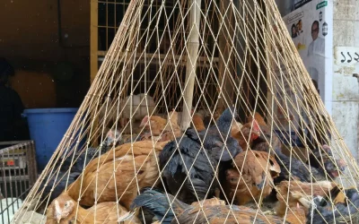 সোনালী মুরগির  ৮০ টাকা ব্রয়লার মুরগি দাম ২০ টাকা বেড়েছে মাছ-সবজি বাড়তি